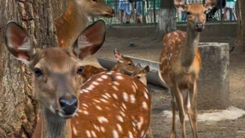  instagram.com/almatyzoo 