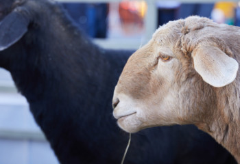Қазақстан Францияда өтетін Мал шаруашылығы саммитіне қатысады