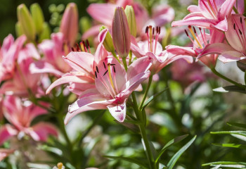 Елімізде 43 градусқа дейін күн ысиды