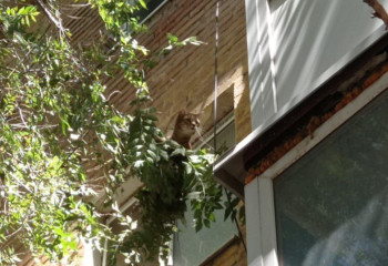 Спасатели МЧС пришли на помощь коту