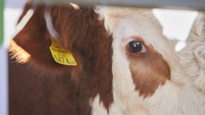  ©El.kz/Ғазиз ШАКИРОВ 