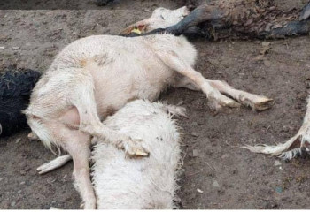 В ЗКО начали проверку после массового падежа скота