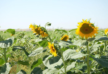 Түркістан облысында тамшылатып суғару әдісімен күнбағыс өсірілуде