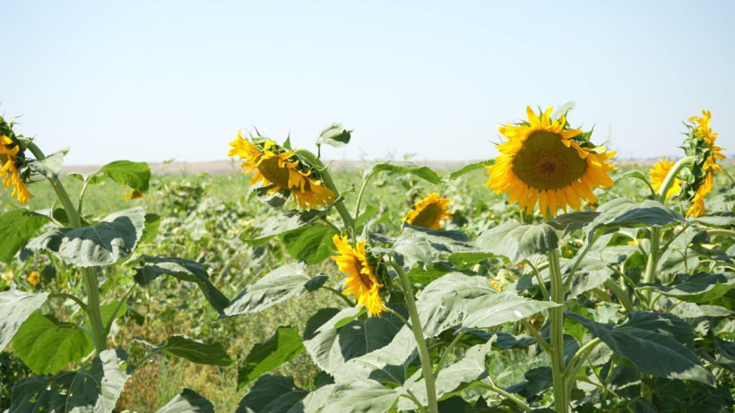  Түркістан облысы әкімдігі 