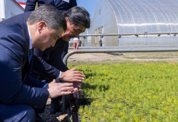 Олжас Бектенов проверил восстановление сгоревшего леса в «Семей орманы» и поручил усилить борьбу с незаконной вырубкой