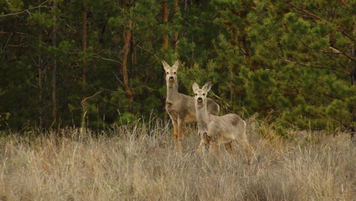  Қостанай облысының прокуратурасы 