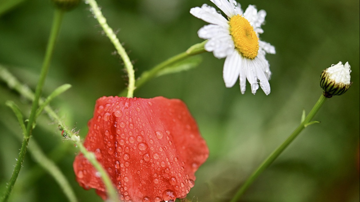  pixabay.com 