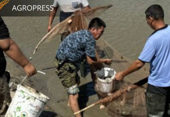 Более 520 тысяч штук молоди рыб спасено из канала Сары-озек