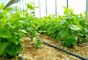 Түркістан облысында бес жүз мыңға жуық тал көшеті отырғызылды