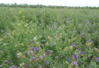 Новый сорт люцерны вывели казахстанские ученые