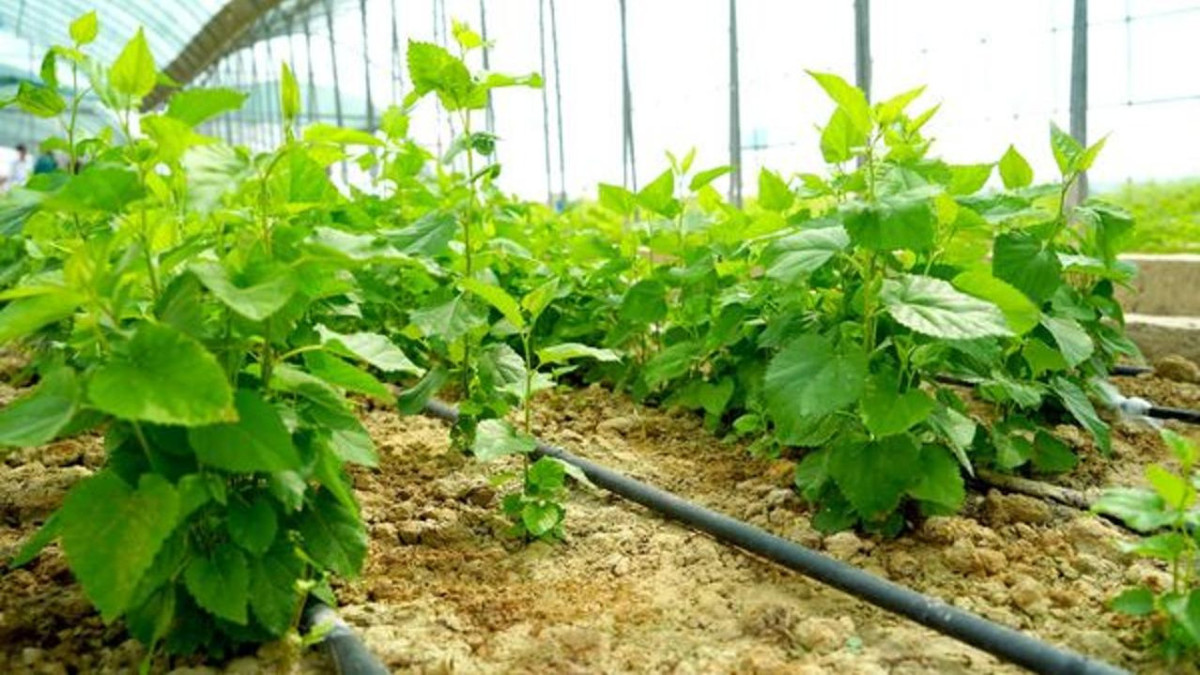  Түркістан облысы әкімінің баспасөз қызметі 