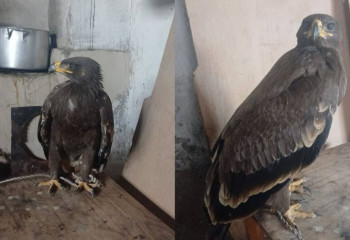 Подросток пытался продать краснокнижного степного орла через интернет в Карагандинской области