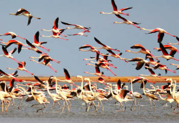 Қазақстанның Қызыл кітабына енген құстар қалай қорғалады?