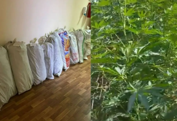 Түркістан облысы тұрғыны  300-ге жуық түп сора сақтаған