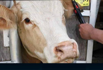 Қостанай облысындағы Приречное ауылында карантин орнатылды