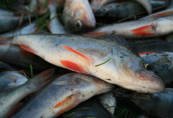 Қазақстаннан 60 тоннадан аса балық шетелге заңсыз шығарылған