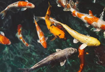 Елімізде балықты өңдеумен 72 кәсіпорын айналысады