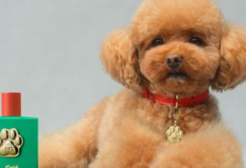 Dolce&Gabbana иттерге арналған 51 мың теңгелік парфюм шығарды