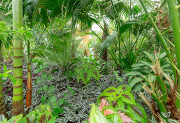 Ботаникалық бақ – ғылым ордасы