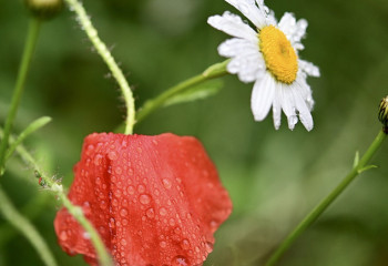 Алдағы үш күнде Қазақстанда жаңбыр жауып, найзағай ойнайды