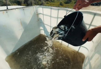 Атырауда су арналарынан 45 млн-ға жуық шабақ құтқарылды