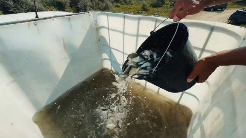  Видеодан кадр 