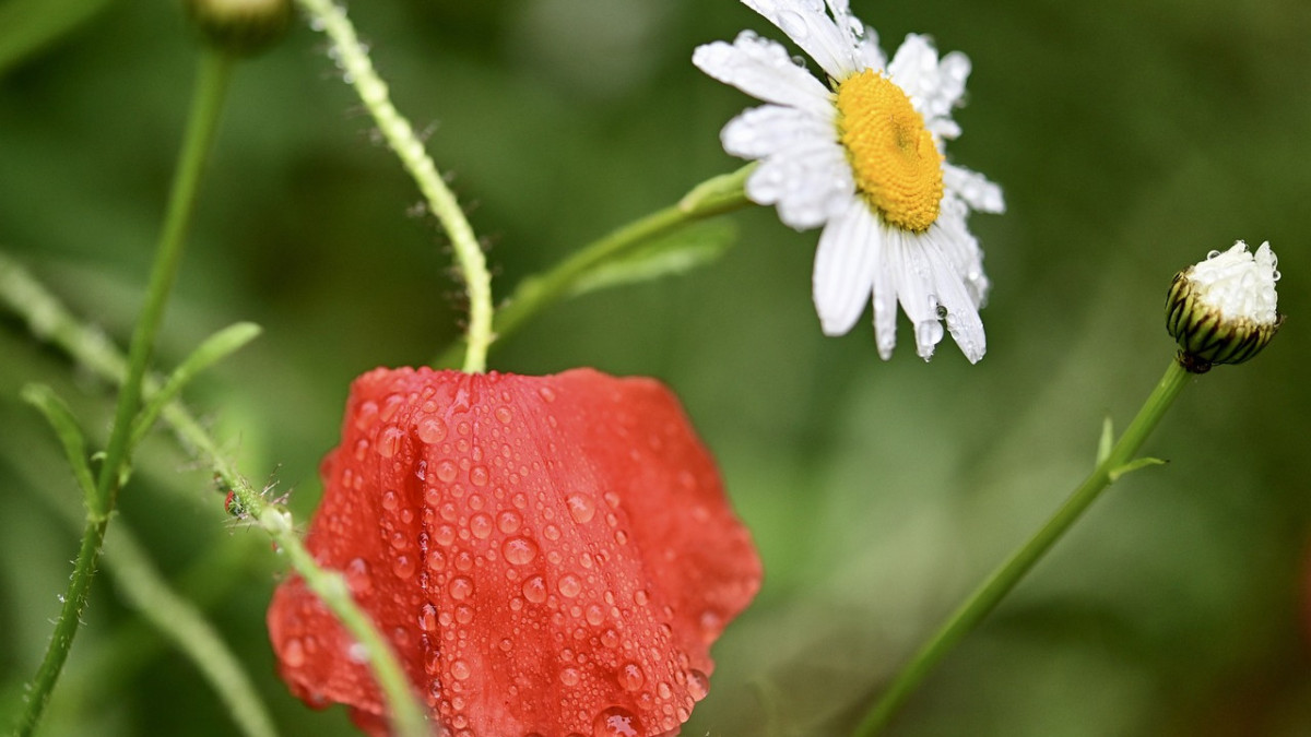  pixabay.com 