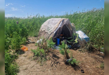 На острове озера Балхаш пытались скрыть наркоплантацию на 3 тонны конопли