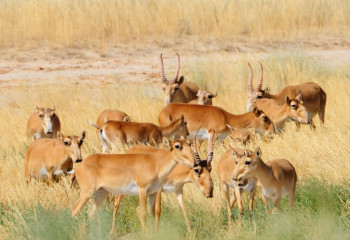 Осудили на 3,5 года и конфисковали авто: житель Аркалыка продавал мясо сайгаков