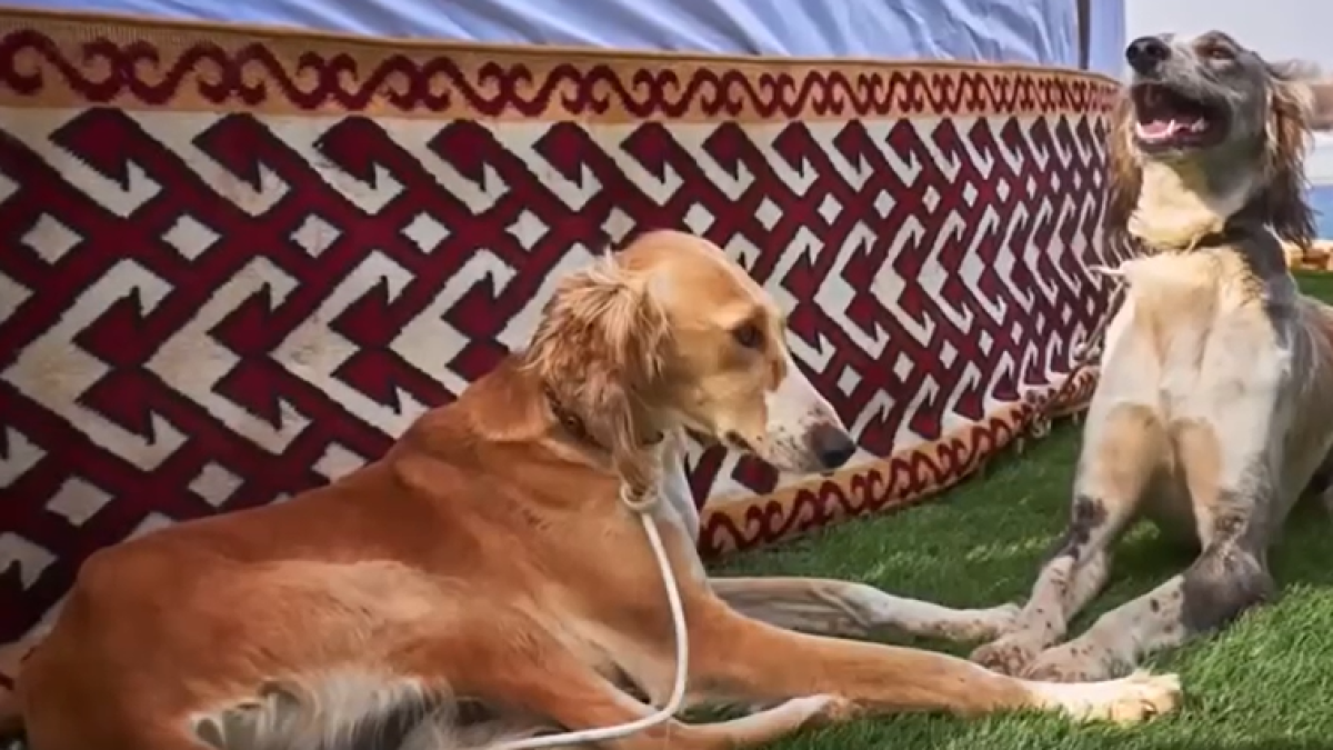  Видеодан кадр 