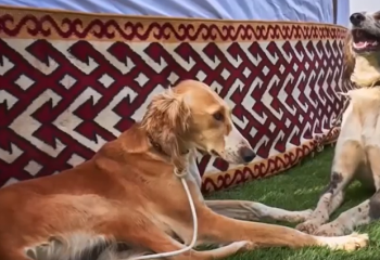 ҚазҰУ ғалымдары ежелгі ит тұқымдарының деректер базасын құрды