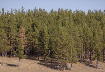 За 5 лет площадь лесов в ГНПП «Бурабай» увеличилась почти на 2600 гектаров