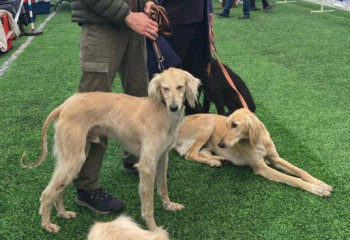 Қазақстанда ежелгі ит тұқымдарының деректер базасы құрылды