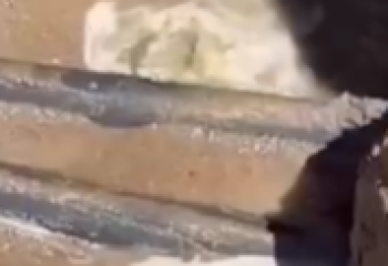 В Иссык-Куль сливают воду из пансионата: экологи взяли пробы на анализ