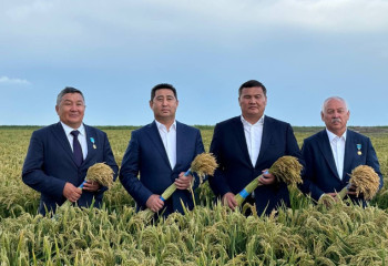 Қызылорда облысында күріш жинау басталды