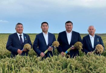 К уборке риса приступили в Кызылординской области