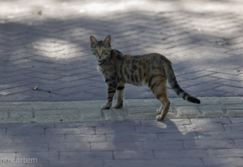 Застрявшего в облицовке здания котенка спасли в столице