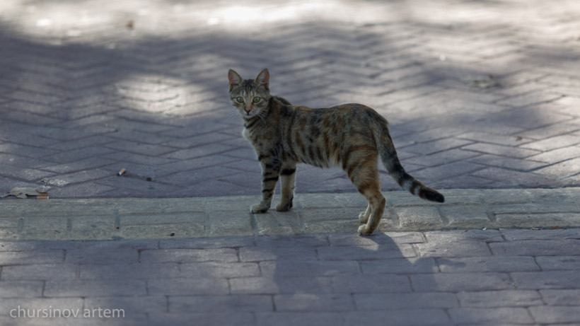  El.kz/Артем Чурсинов 