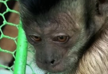 У пары капуцинов в алматинском зоопарке родился малыш