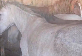 В ВКО задержали группу скотокрадов, похитивших более 70 голов скота