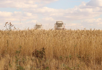 Қарағанды облысында 900 мың гектар алқаптан астық жиналады