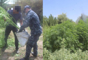 Қызылорда облысында ірі есірткі алқабы жойылды