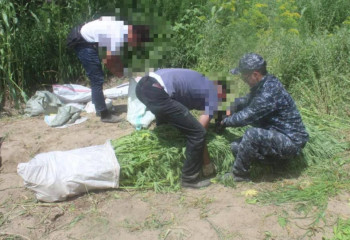 Наркоплантацию ликвидировали в Кызылординской области