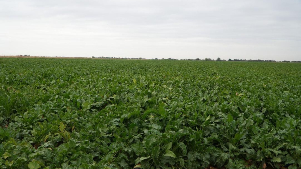  © Минсельхоз 