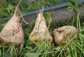 Елімізде қант қызылшасының көлемі екі есе артады деп күтілуде