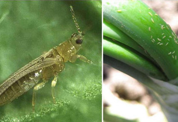 В стране выявлено 773 случая выявления опасного вредителя растений