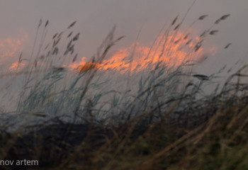 Камыш загорелся в Атырауской области