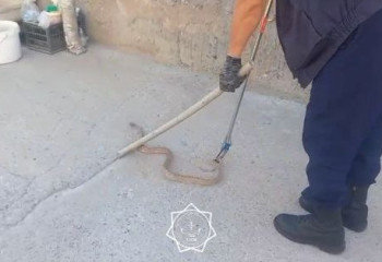 Астана мен Шымкентте үй ауласындағы жыландар тұрғындарды шошытты