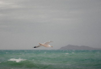 Каспий теңізі жағалауындағы 50 га жер мемлекетке қайтарылды