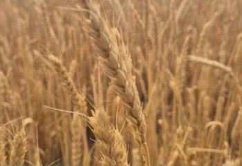 БҚО-да 136,5 мың гектар дәнді дақыл жиналды